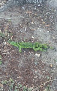 article image - fallen iguana